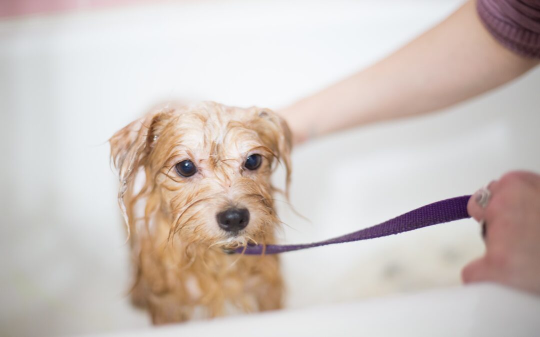 How to Pick the Best Shampoo for Your Dog’s Coat